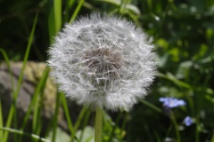 Dandelion Clock